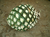 tequila pina