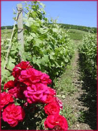 champagne Pinot noir